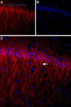 Alomone Labs BLP-CC106 image 1
