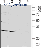 Alomone Labs BLP-CC109 image 1