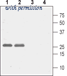 Alomone Labs BLP-CC115 image 1