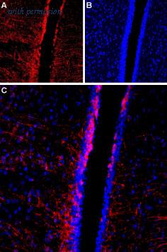 Alomone Labs BLP-CC119 image 1