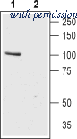 Alomone Labs BLP-CC120 image 1