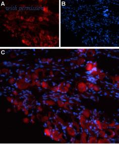 Alomone Labs BLP-CC124 image 1