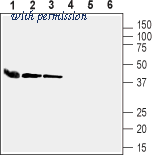 Alomone Labs BLP-CC204 image 1