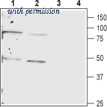 Alomone Labs BLP-CC205 image 1