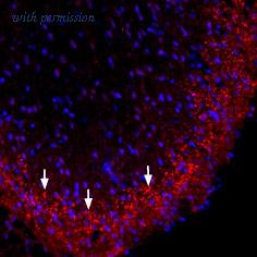 Alomone Labs BLP-CC209 image 1