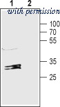 Alomone Labs BLP-CC211 image 1