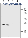 Alomone Labs BLP-CC212 image 1