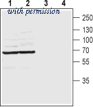 Alomone Labs BLP-CC232 image 1
