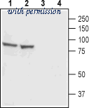 Alomone Labs BLP-CC301 image 1