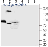 Alomone Labs BLP-CC322 image 1