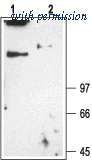Alomone Labs BLP-CL005 image 1