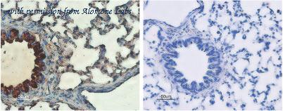 Alomone Labs BLP-CL006 image 1