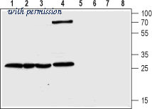 Alomone Labs BLP-CL021 image 1