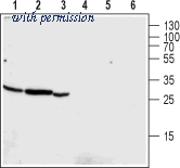 Alomone Labs BLP-CL024 image 1