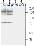 Alomone Labs BLP-CP002 image 1