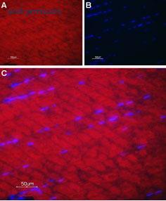 Alomone Labs BLP-CP011 image 1