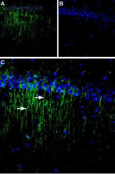 Alomone Labs BLP-CR004 image 1
