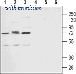 Alomone Labs BLP-CR012 image 1