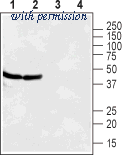 Alomone Labs BLP-CR037 image 1