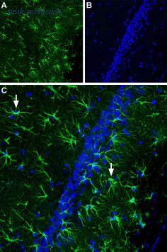 Alomone Labs BLP-CR051 image 1
