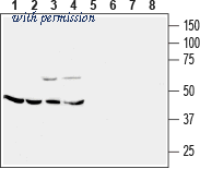 Alomone Labs BLP-CR052 image 1