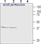 Alomone Labs BLP-CS002 image 1