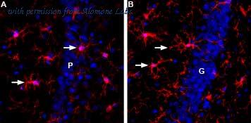 Alomone Labs BLP-CS010 image 1