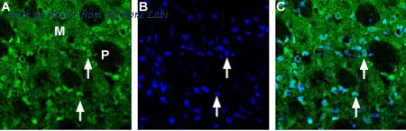 Alomone Labs BLP-CT001 image 1