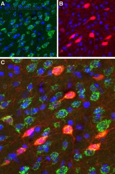 Alomone Labs BLP-DR003 image 1