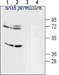 Alomone Labs BLP-DR004 image 1