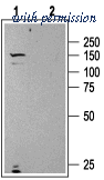 Alomone Labs BLP-ER003 image 1