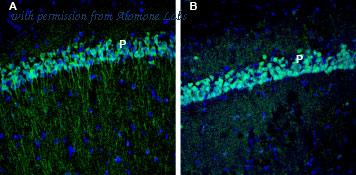 Alomone Labs BLP-ER013 image 1
