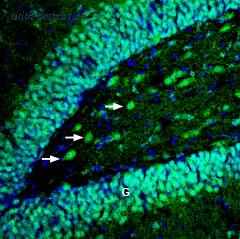 Alomone Labs BLP-ER024 image 1