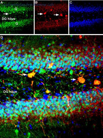 Alomone Labs BLP-ER050 image 1
