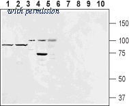Alomone Labs BLP-ER051 image 1