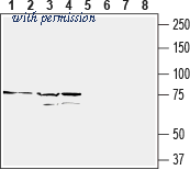 Alomone Labs BLP-ER055 image 1