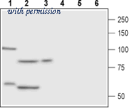 Alomone Labs BLP-FR010 image 1