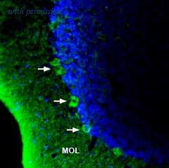 Alomone Labs BLP-FR011 image 1