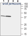 Alomone Labs BLP-FR032 image 1