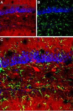 Alomone Labs BLP-GA001 image 1