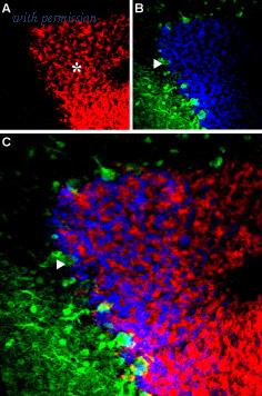 Alomone Labs BLP-GA004 image 1