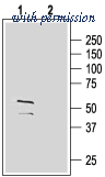 Alomone Labs BLP-GA005 image 1