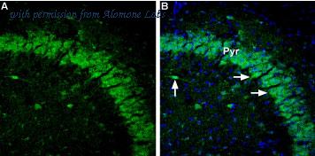 Alomone Labs BLP-GA025 image 1