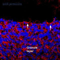 Alomone Labs BLP-GC008 image 1