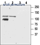 Alomone Labs BLP-GC009 image 1