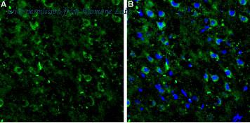 Alomone Labs BLP-GC017 image 1