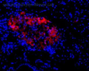 Alomone Labs BLP-GC018 image 1