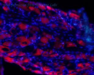 Alomone Labs BLP-GC019 image 1