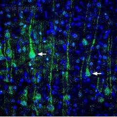 Alomone Labs BLP-GC035 image 1