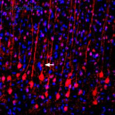 Alomone Labs BLP-GC036 image 1